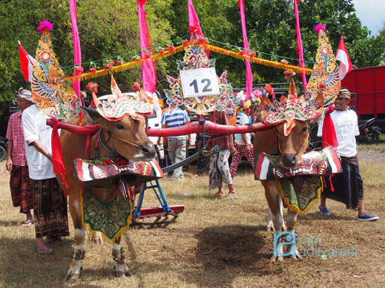 Sepasang sapi yang ikut lomba Sampi Gerumbungan ini berharga lebih dari Rp 60 jutaan lho.